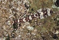 オーストラリア北東部ヨーク岬半島（Cape York Peninsula）のメルビル岬（Cape Melville）山岳地帯の岩場で撮影された新種のヤモリ、ケープメルビル・リーフテールゲッコー（Cape Melville Leaf-tailed Gecko、2013年10月28日提供）。(c)AFP/JAMES COOK UNIVERSITY QUEENSLAND/CONRAD HOSKIN