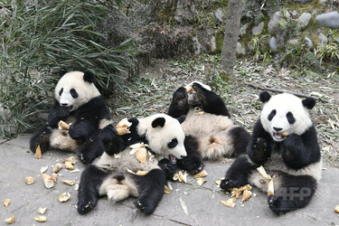 みんなかわいい 中国・四川の「パンダ幼稚園」 写真10枚 国際ニュース