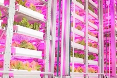 世界初の無人化垂直植物工場 中国・成都で稼働開始
