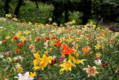 45万株のユリ見頃、埼玉・所沢