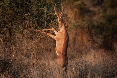 【今日の1枚】食事中ですがなにか？ 保護区で観光ツアー再開 ケニア
