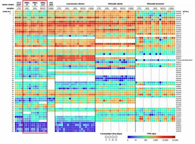 キムチ乳酸菌、悪条件下でも最後まで生き残る秘密…韓国の研究機関が解明