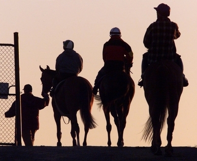 野生のウマを射殺処分、州政府の計画に動物愛護団体らが憤慨