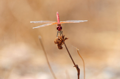 トンボも一休み、トルコに秋のおとずれ