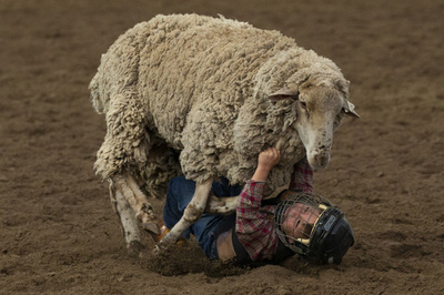 【写真特集】AFPが撮影した世界のどうぶつパラダイス2018 Part4