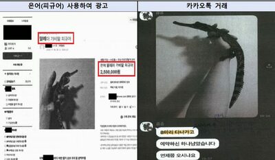 コブラやワニ200匹を密輸、住宅街で飼育・宅配で全国流通…韓国・4人起訴