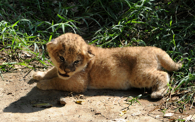 にゃんこじゃないよ、百獣の王だよ