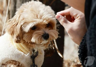 「犬が1匹死んだだけ。大騒ぎするな。匂いもなくて快適だ」…韓国・愛犬の死に無神経すぎる夫