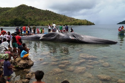 体長23メートルのクジラ打ち上げ、死骸に乗る人も インドネシア