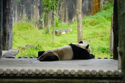 食事、木登り、居眠り…四川省雅安の萌え萌えパンダ