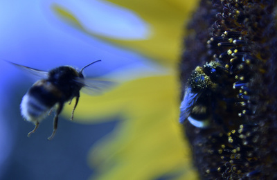 ハチを引き寄せる花の「青色ハロー」効果、研究