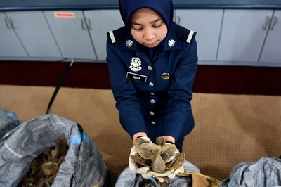 センザンコウのうろこ700キロ超押収、マレーシアで過去最大