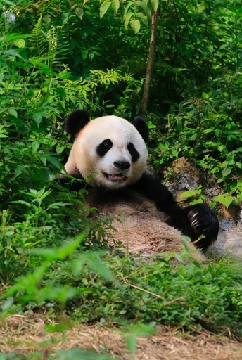 四川大相岭パンダ野生復帰基地が運営開始 2頭が野生復帰へ