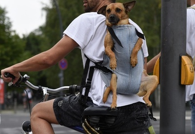 移動も楽ちん？飼い主に背負われサイクリング
