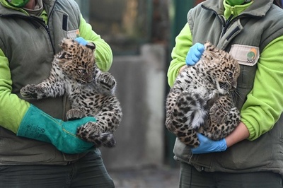 怒った表情は一人前？ ペルシャヒョウの赤ちゃん