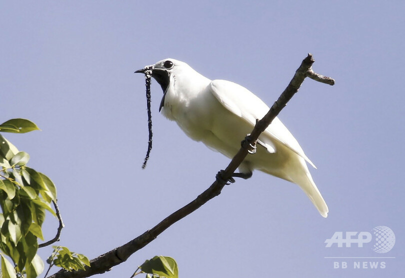 アマゾン生息の鳥 世界一大きな鳴き声を記録 求愛行動で 写真1枚 国際ニュース Afpbb News