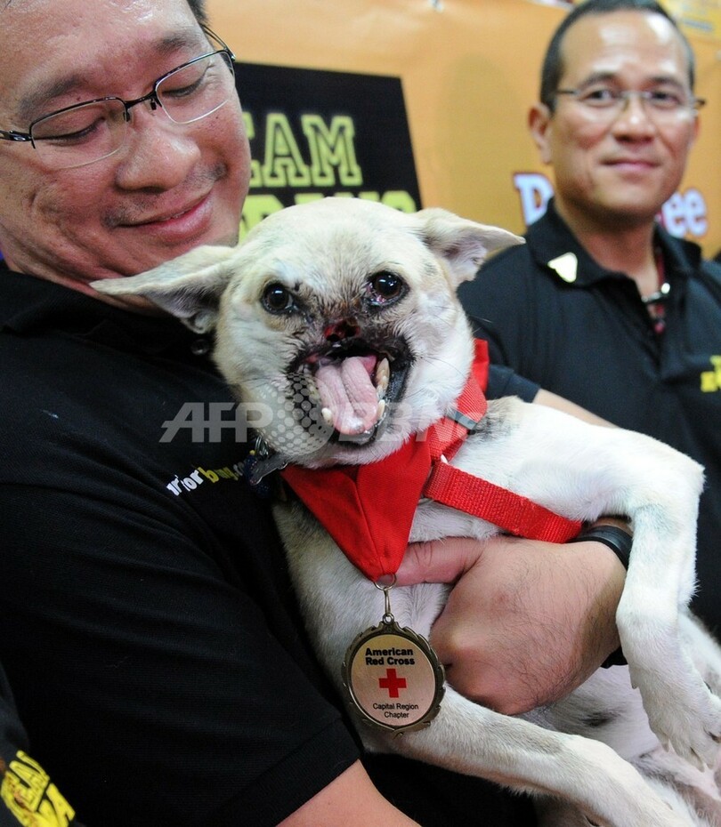 顔面失った英雄犬 治療終えフィリピンに帰国 写真13枚 国際ニュース Afpbb News