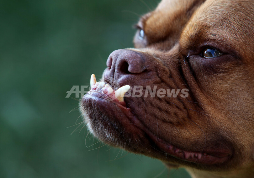 「世界で最も醜い犬コンテスト」、優勝はボクサーの雑種