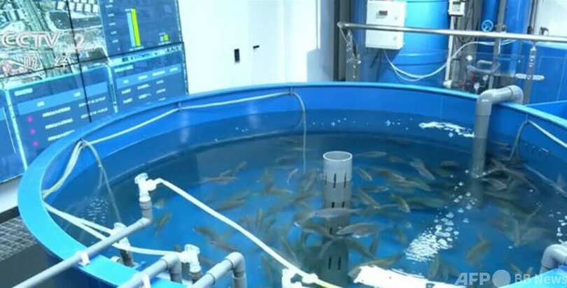中国 エビ、ハタ、ウナギなど海産物の陸上養殖を模索