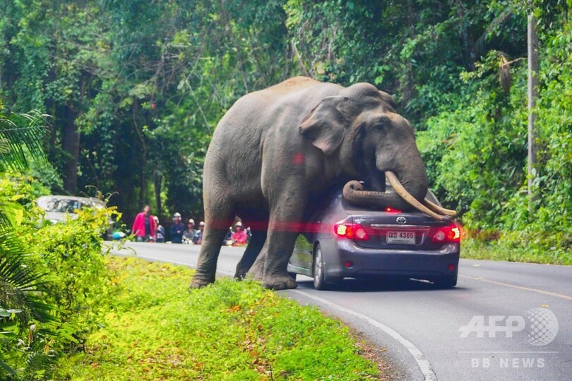 通さないゾウ タイ国立公園で車が立ち往生 運転手は無事 写真2枚 国際ニュース Afpbb News