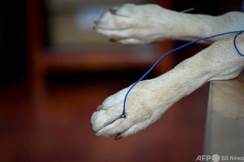 北京のペット愛好家に広まる動物向けのはり治療