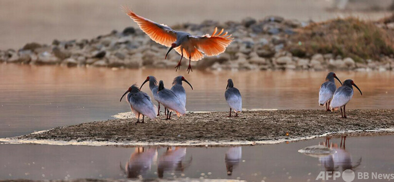 「世界野生生物の日」にトキの姿を楽しむ