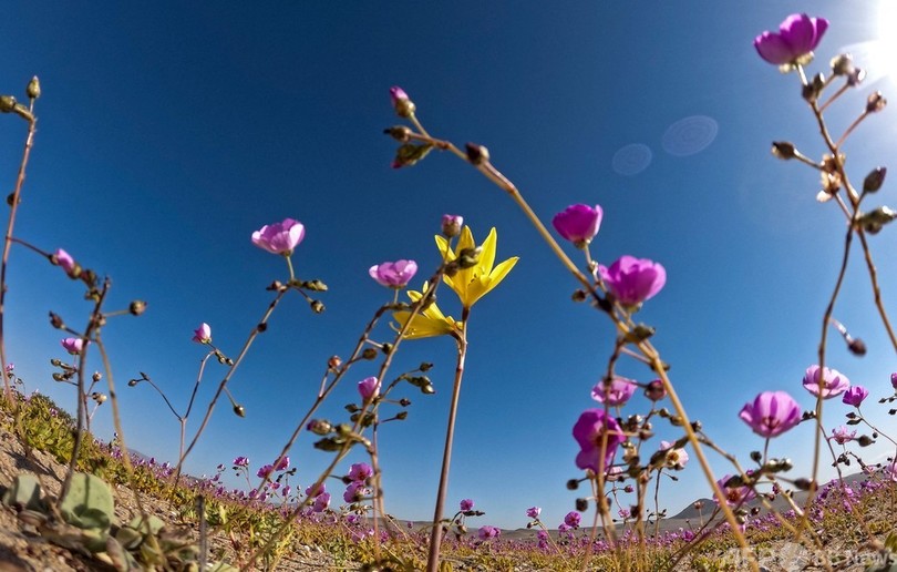 チリで 砂漠の花畑 現象 約0種が開花 写真19枚 国際ニュース Afpbb News