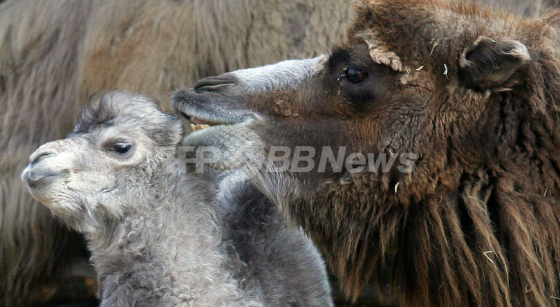 フタコブラクダの赤ちゃんが12頭 誕生 ドイツ 写真2枚 国際ニュース Afpbb News