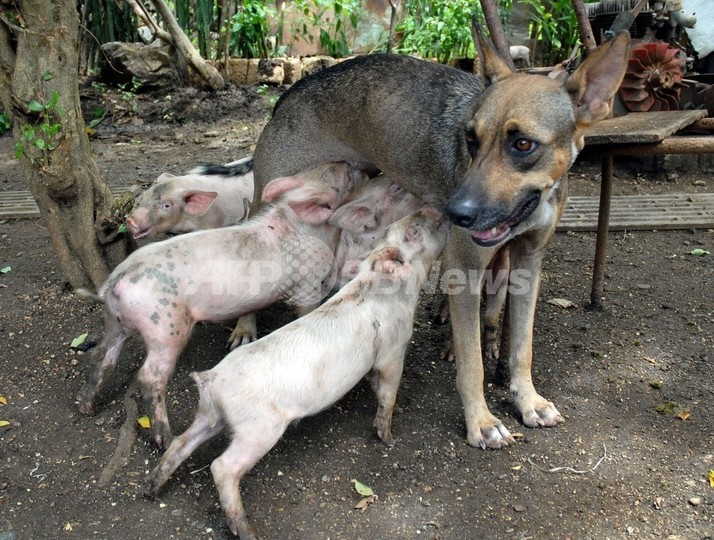 母ブタより野良犬の乳が好き!風変わりなキューバの子ブタたち 母ブタより野良犬の乳が好き!風変わりなキューバの子ブタたち