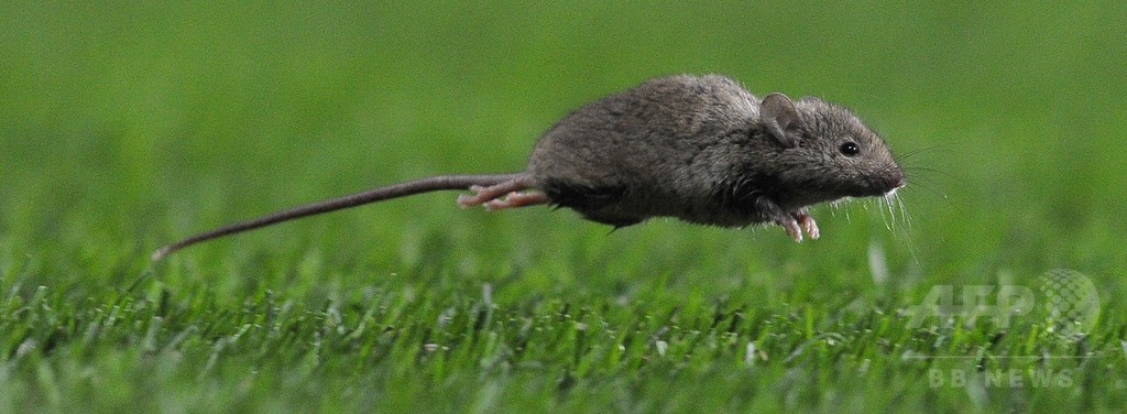 カナダのネズミ、形態変化と北方移動で温暖化に適応 研究 カナダのネズミ、形態変化と北方移動で温暖化に適応 研究