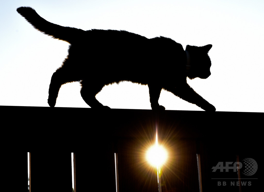 猫狩り禁止法案に猟師ら反発、野鳥保護を主張 独 猫狩り禁止法案に猟師ら反発、野鳥保護を主張 独