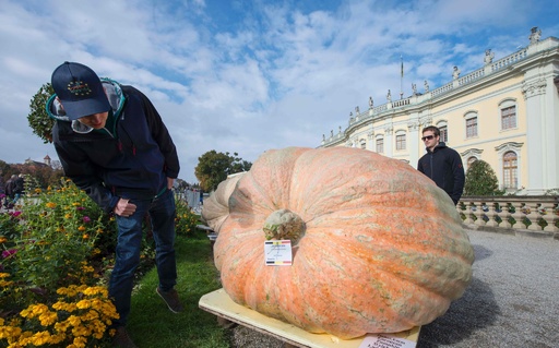 存在さ 重さ 頑丈さ 抜群のテラコッタ巨大カボチャ♡ロウソクタイプ・在庫2つあり 約1.2トンの巨大カボチャ、世界記録に ドイツ 写真14枚 国際ニュース