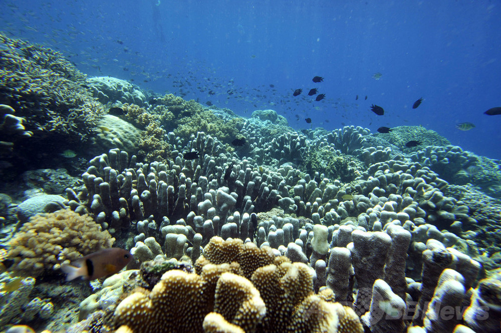 海面上昇対策、サンゴ礁で低コストに実現可能 米研究 写真1枚 国際