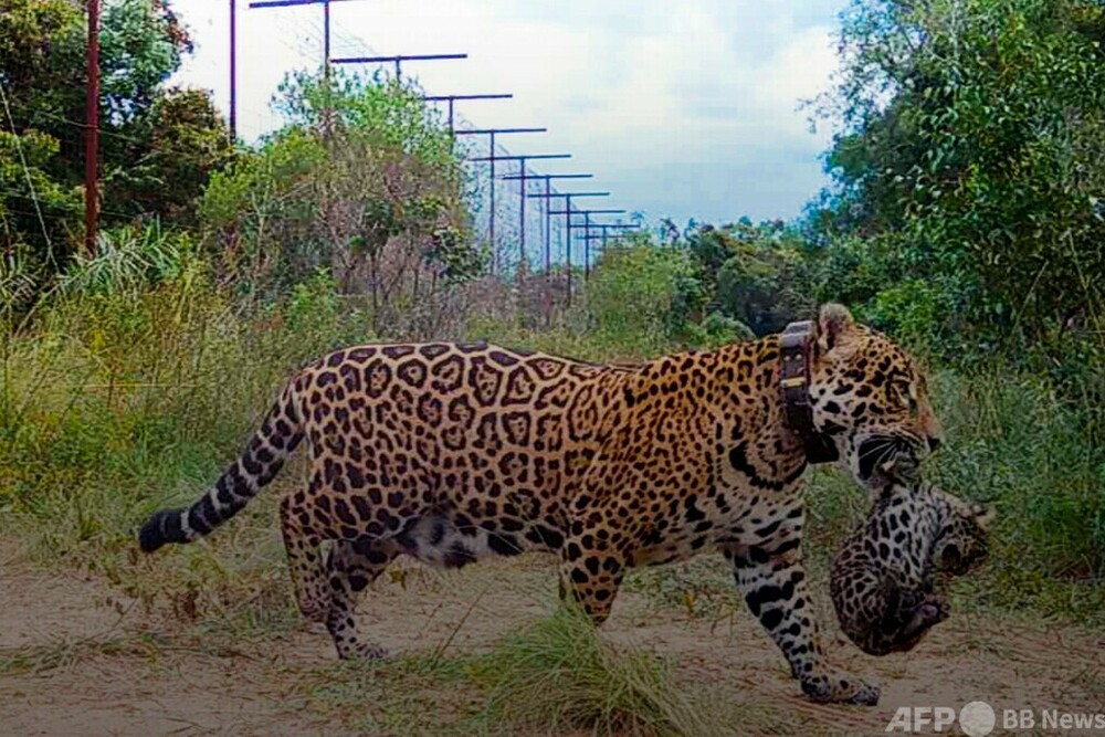 野生のジャガーに赤ちゃん誕生 70年ぶり アルゼンチン国立公園 写真1枚 国際ニュース Afpbb News
