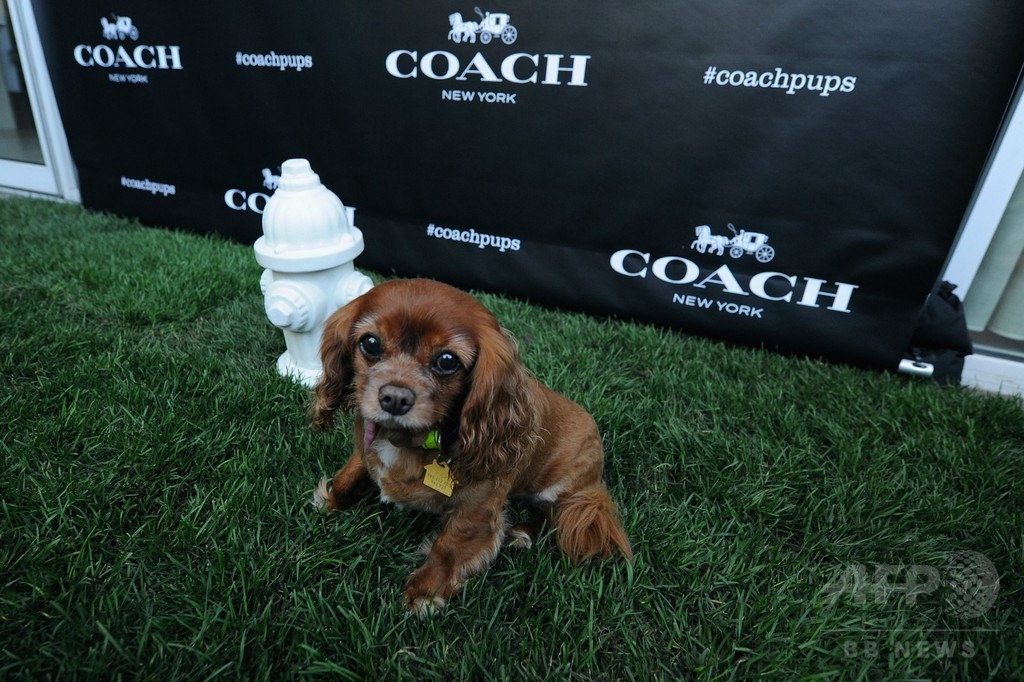 アリアナ・グランデの愛犬も登場！「コーチ」新キャンペーンイベント