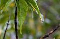 米コロラド州ボルダーに近いロッキー山脈の麓で観測された雪（2020年9月8日撮影）。(c)Eli IMADALI / AFP
