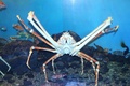 タカアシガニ(c)横浜・八景島シーパラダイス