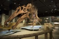 米首都ワシントン（Washington D.C.）のナショナルジオグラフィック博物館（National Geographic Museum）で新たに始まる肉食恐竜「スピノサウルス・エジプティアクス（Spinosaurus aegyptiacus）」の骨格展示（2014年9月11日撮影）。(c)AFP/Saul LOEB