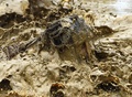 ネパールの首都カトマンズ郊外のレレ村で、水田で泥だらけになって田植えの季節の始まりを告げる「田植えの日」を祝う若者（2018年6月29日撮影）。(c)AFP PHOTO / PRAKASH MATHEMA