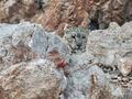 ゲルツェ県の岩場で撮影されたユキヒョウ（2025年4月18日撮影）。(c)Xinhua News