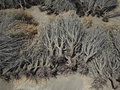 米カリフォルニア州ヒューロンの農園で、水不足のため引き抜かれたアーモンドの木（2021年8月5日撮影）。(c)Robyn Beck / AFP