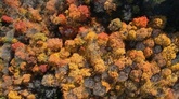 動画：カナダで紅葉シーズン 色づく街並みの空撮映像