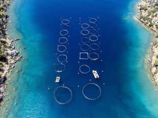 養殖漁業、天然漁業を初めて抜く FAO報告