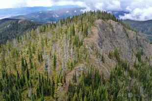 トランプ政権、国有林2300万ヘクタールの保護撤廃を表明