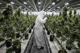 カナダでマリフアナ合法化へ 嗜好用・医療用大麻をめぐる各国の状況 カナダでマリフアナ合法化へ 嗜好用・医療用大麻をめぐる各国の状況