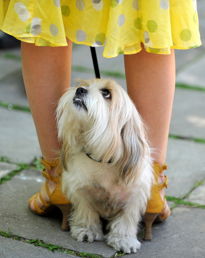 ベラルーシでドッグショー