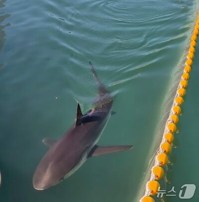 韓国・釜山のサメ、水路を出ても港内に…2日連続で同じ海域を遊泳