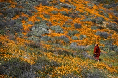 丘をオレンジに染める満開のポピー、米カリフォルニア州