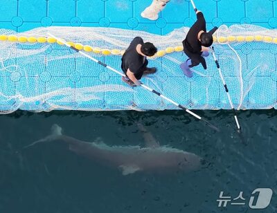 韓国・釜山の人気者サメ、姿見えず…港を離れたかは不明