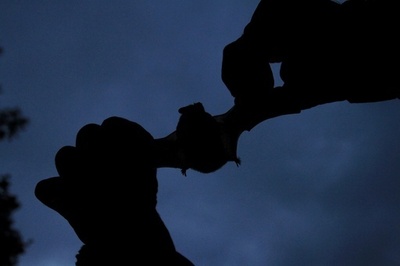 MERSウイルス感染にコウモリが関与か、DNAが完全一致